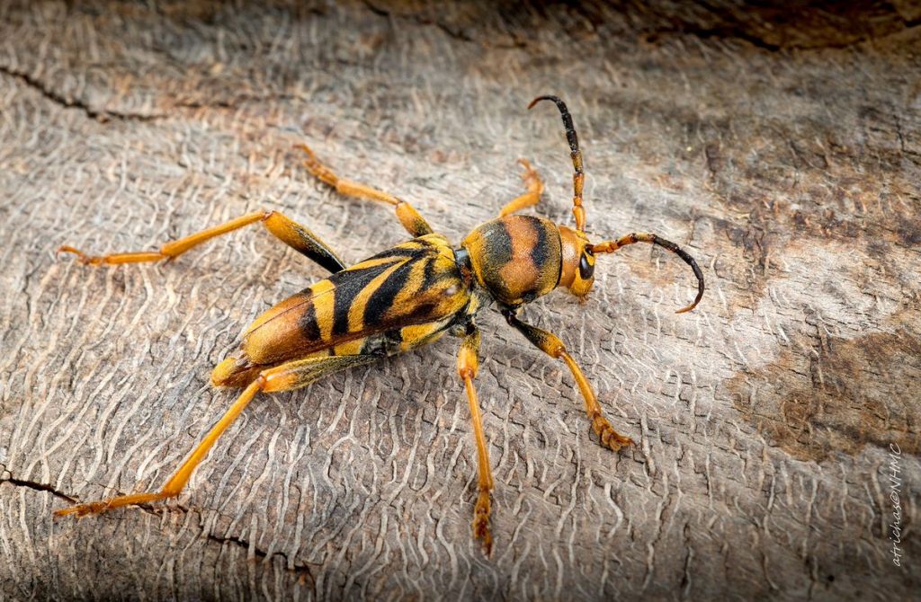 Ποιο είναι το ξυλοφάγο έντομο που απειλεί τις μουριές της Αθήνας
