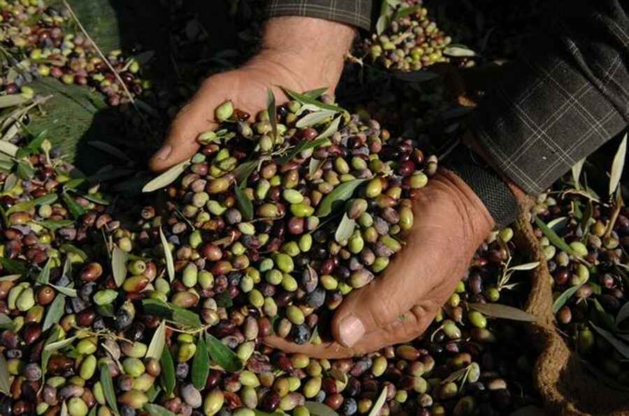 Μεγάλη κοροϊδία Τσίπρα με τις αποζημιώσεις των ελαιοπαραγωγών