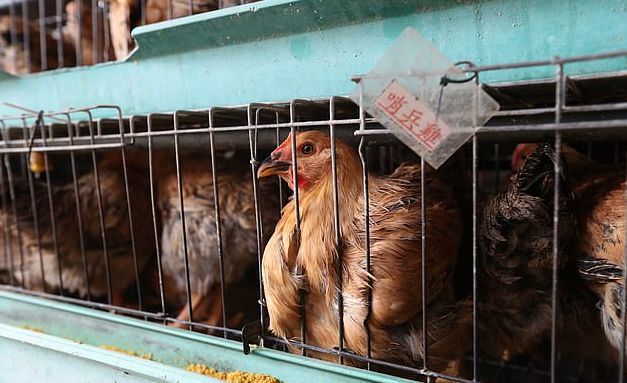 Μετά τον κοροναϊό, απειλή και η γρίπη των πουλερικών στην Κίνα