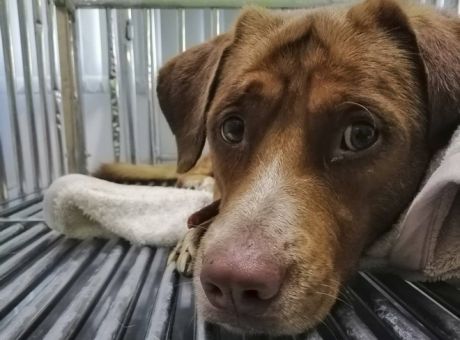 Νάξος : Σκότωσαν σκύλο κρεμώντας τον από το λουρί του