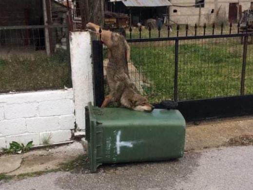 Λύκος εγκλωβίστηκε σε κάγκελα σπιτιού