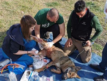 Λύκαινα καρφώθηκε σε κάγκελα – Επιχείρηση διάσωσης από τον Αρκτούρο