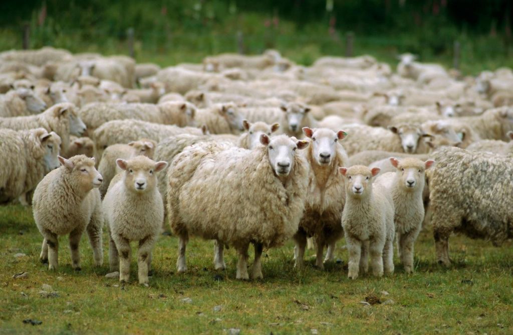 Κρήτη: Ενα πρόβατο με GPS στην κουδούνα πρόδωσε τους ζωοκλέφτες