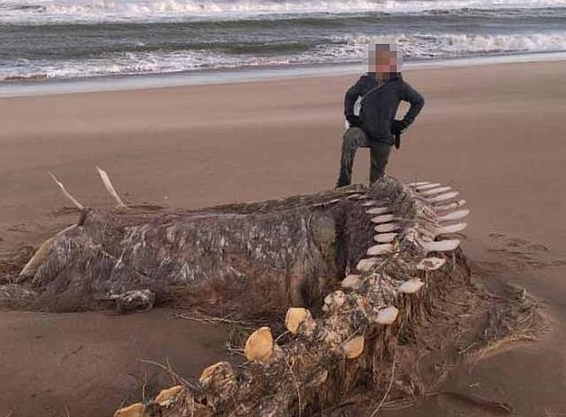 Σκωτία: Ανήκει στο θρυλικό τέρας του Λοχ Νες ο μακρύς σκελετός που ξεβράστηκε σε παραλία;