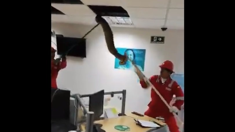 Εντόπισαν… πελώριο βόα σε ψευδοροφή γραφείου πάνω από τα κεφάλια των εργαζομένων