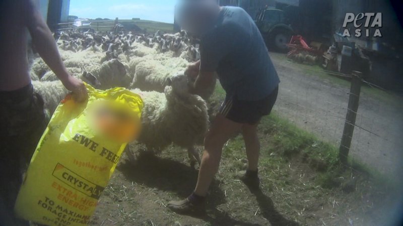 Βαρβαρότητα: Κτηνοτρόφος γρονθοκοπούσε πρόβατα στο κεφάλι