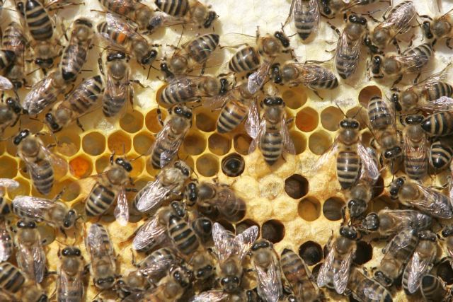 Μελισσοκόμος παίζει με χιλιάδες μέλισσες και γίνεται viral