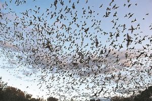 Το τρομαγμένο πέταγμα των νυχτερίδων