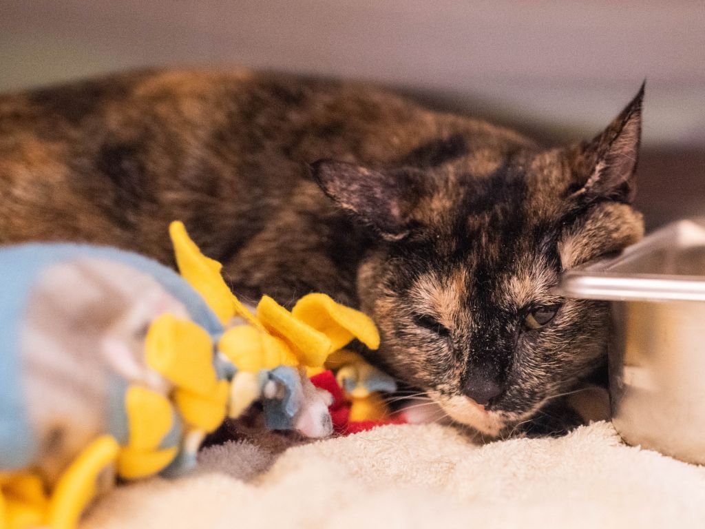 Σπάνιο κρούσμα στο Βέλγιο: Κόλλησε κοροναϊό τον γάτο του