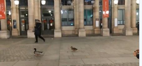 Πάπιες κάνουν βόλτες στους έρημους δρόμους του Παρισιού