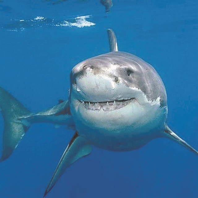Ο χαμένος καρχαρίας επέστρεψε μεγαλύτερος από ποτέ