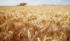Κοροναϊός : Η Ρωσία μειώνει δραστικά τις εξαγωγές σιτηρών – Φόβοι για την παγκόσμια αγορά τροφίμων