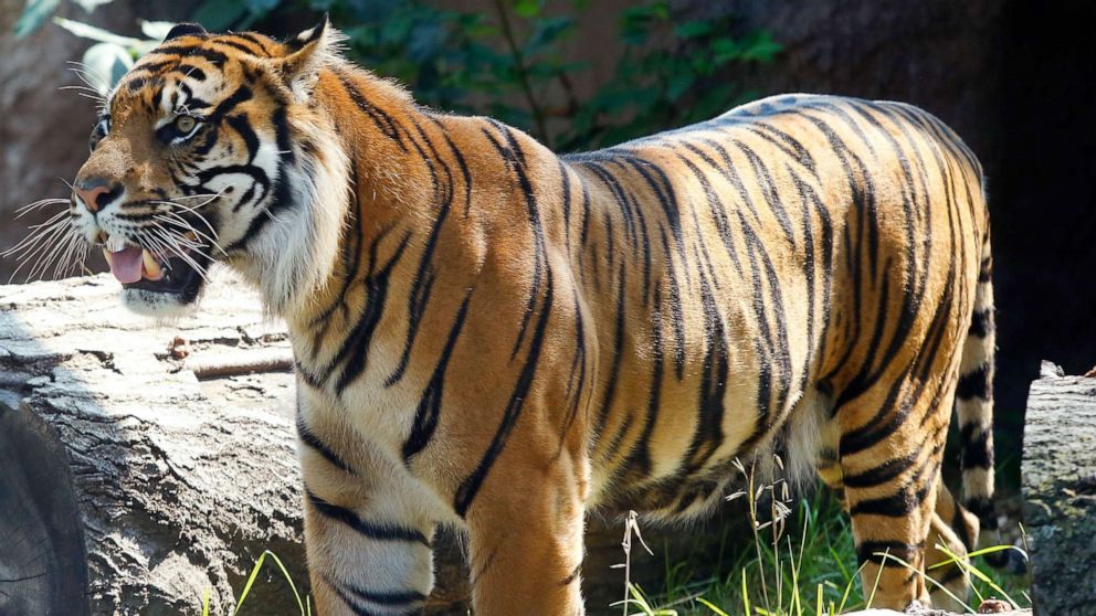 Κοροναϊός : Βρέθηκε θετική ακόμα και… τίγρη σε ζωολογικό κήπο