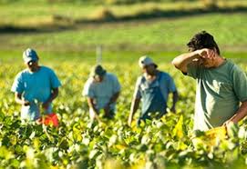 Αμεση ανάγκη για εργάτες γης – Σε κίνδυνο οι καλλιέργειες