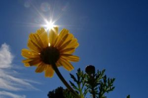 Λιακάδα και άνοδος της θερμοκρασίας την Κυριακή