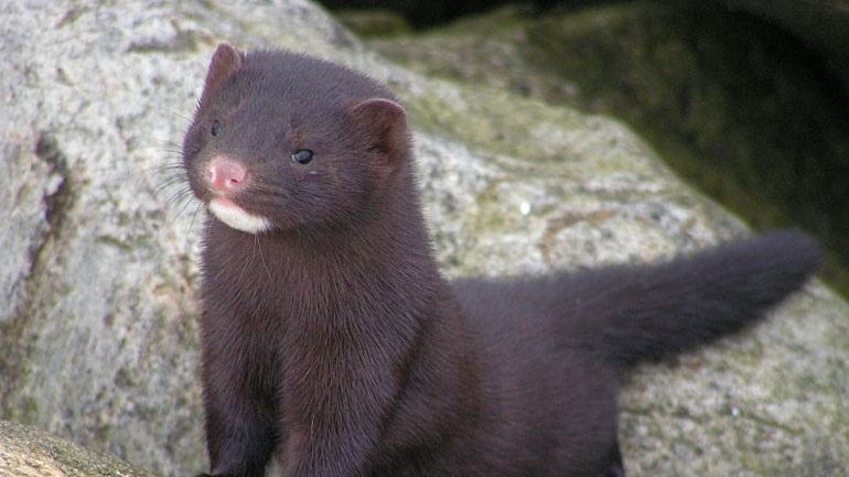 Κοροναϊός – Ολλανδία: Αποφάσισαν να θανατώσουν 10.000 βιζόν σε εκτροφεία