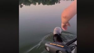 Έσωσαν αρκούδα από ασφυξία – Είχε κολλήσει πλαστικό δοχείο στο κεφάλι της