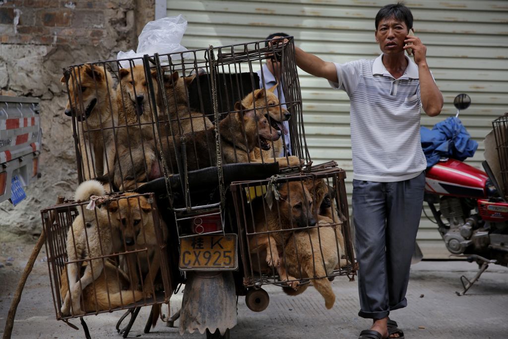 Ανοίγει ξανά το φεστιβάλ κρέατος σκύλων στη Γιουλίν – Παγκόσμια κατακραυγή