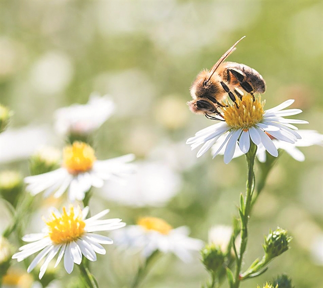 Πώς πολλαπλασιάζονται οι μέλισσες;