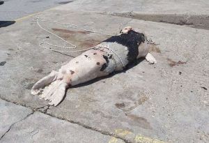 Κτηνωδία στην Κρήτη: Πυροβόλησαν φώκια στο κεφάλι