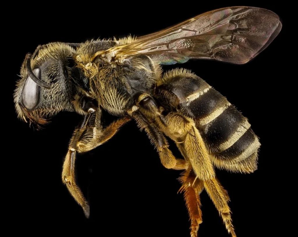 Τι πρέπει να κάνετε αν σας τσιμπήσει μέλισσα ή σφήκα