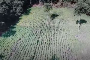 Γρεβενά: Οι απίστευτες εικόνες από φυτεία κάνναβης στο βουνό