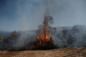 Φωτιά σε δασική έκταση στη Μεσσηνία