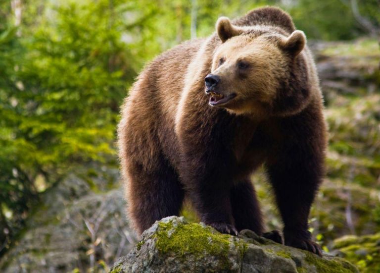 Αρκούδα καταδίωξε αναβάτη κοντά στην Κλεισούρα