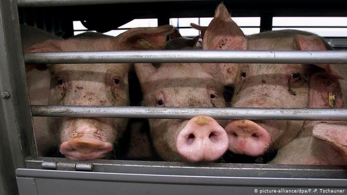 German pig farmers suffer after abattoir’s closure