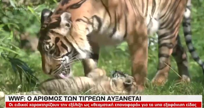 Αυξάνεται ο αριθμός των τίγρεων σύμφωνα με το WWF | tanea.gr