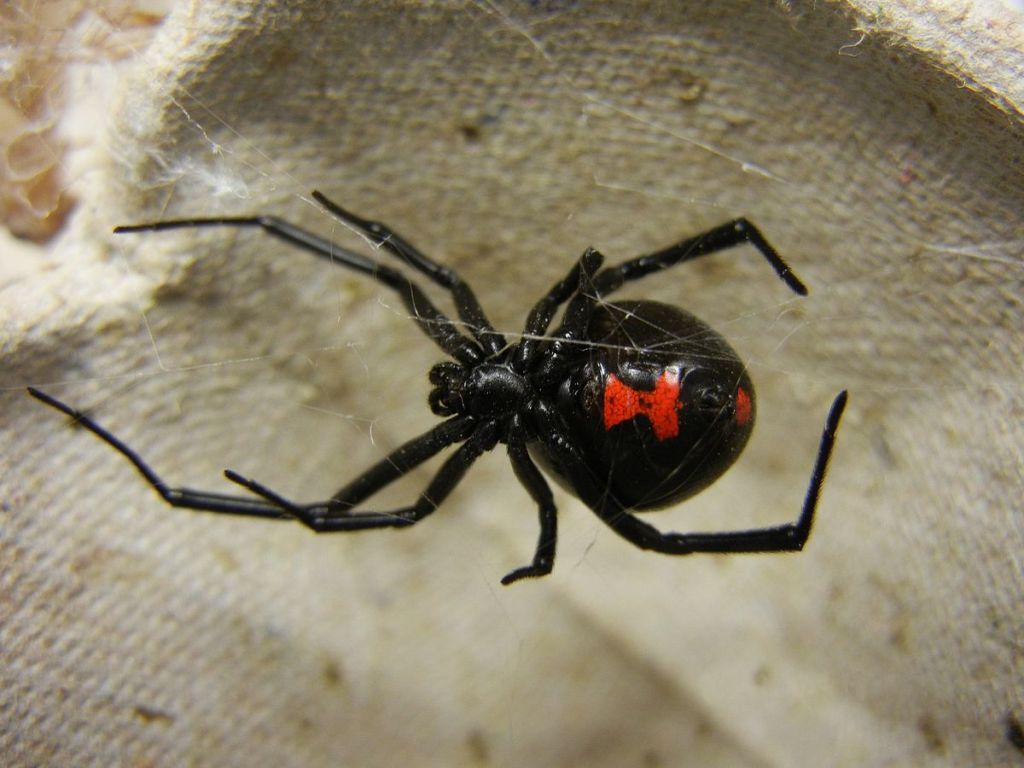 Συναγερμός για την «μαύρη χήρα» – Η αράχνη που απειλεί