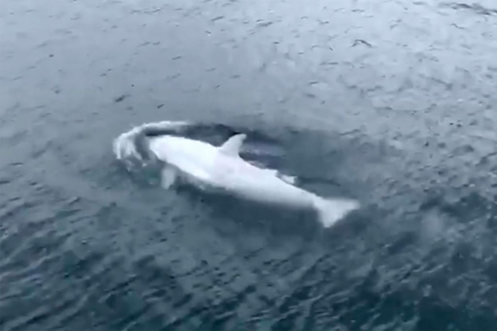 Λευκή φάλαινα – δολοφόνος στα παγωμένα νερά της Αλάσκας