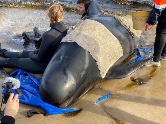 Eκατοντάδες παγιδευμένες φάλαινες σε ακτή της Τασμανίας