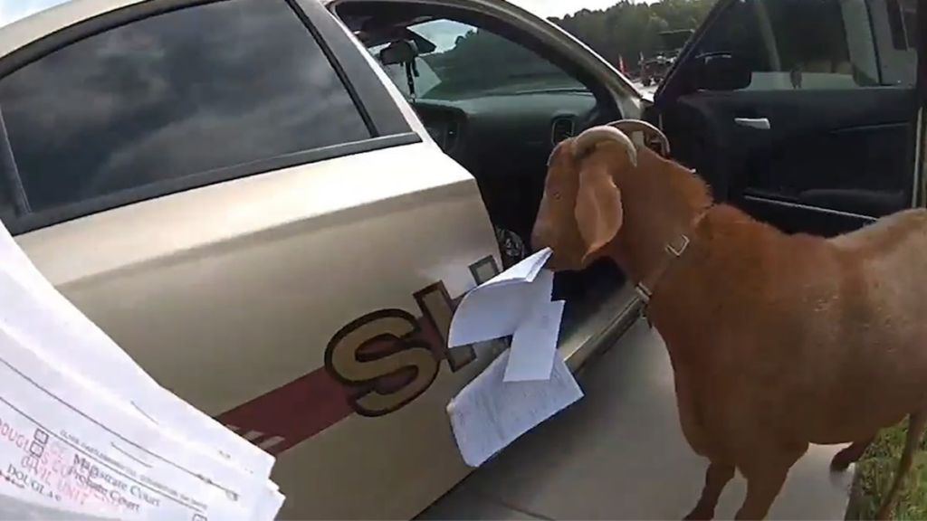 Κατσίκα εισέβαλε σε περιπολικό, μασούλησε χαρτιά και κουτούλησε αστυνομικό