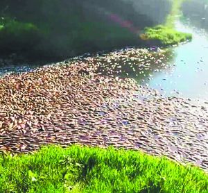 Νεκρά ψάρια στη λίμνη Ισμαρίδα και στον ποταμό Κομψάτο στη Ροδόπη