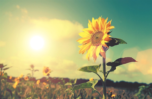 Ηλιοτροπισμός