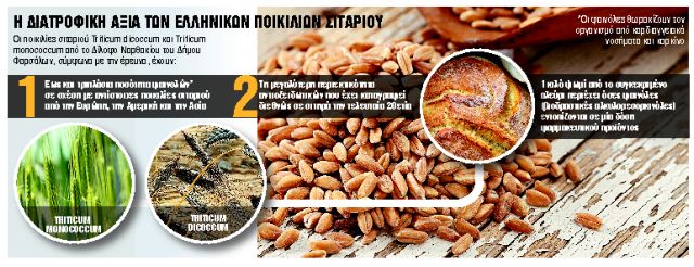 Εντυπωσιακή έρευνα για τη διατροφή: Οι ποικιλίες σιταριού που κάνουν καλό στην υγεία