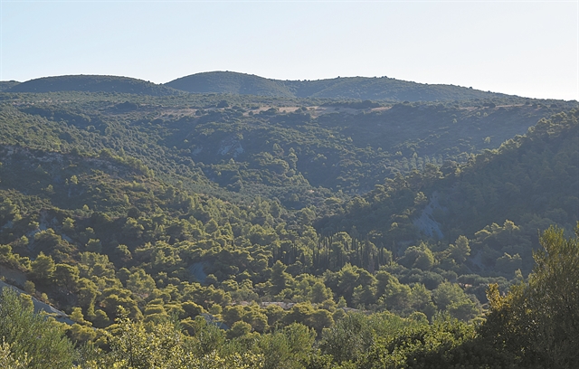 Υπεραιωνόβιοι μάρτυρες: Τα δέντρα που έζησαν την επανάσταση του 1821