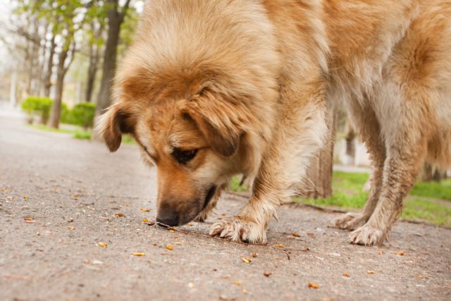 Κτηνωδία στη Νίκαια: Μαχαίρωνε με μανία σκύλο στη μέση του δρόμου