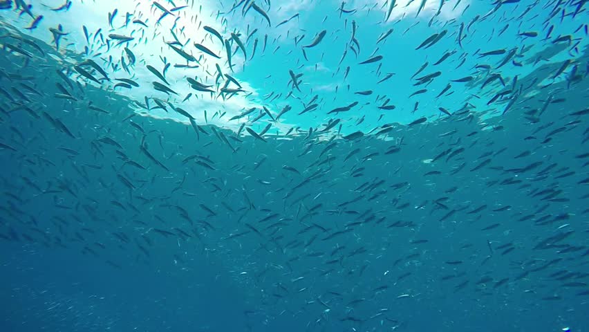 Έρχονται επιδοτήσεις 3.000.000 ευρώ για τον εκσυγχρονισμό της αλιείας