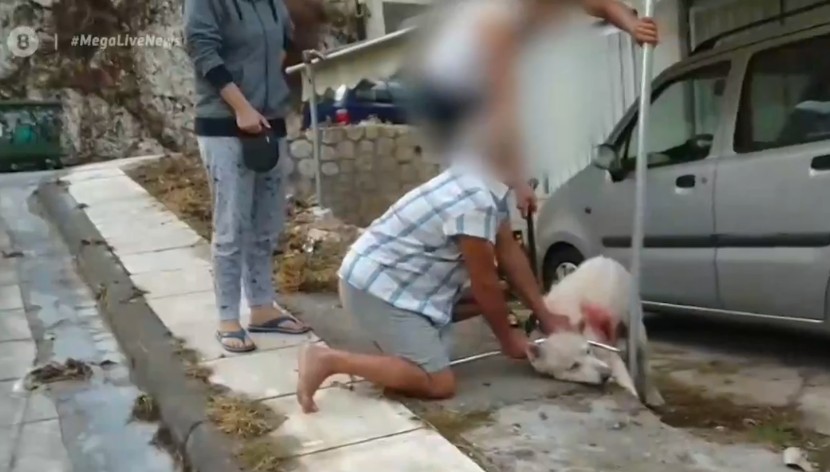 Αποκλειστικό MEGA: Αμετανόητος ο 54χρονος που μαχαίρωσε τον σκύλο στη Νίκαια
