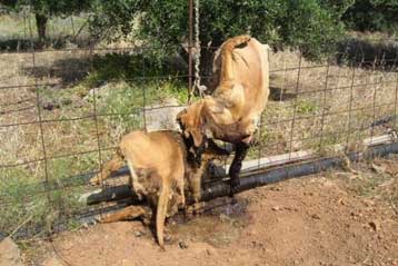 Σε διαθεσιμότητα ο υπάλληλος της ΔΕΗ που βασάνισε τον σκύλο στην Κρήτη