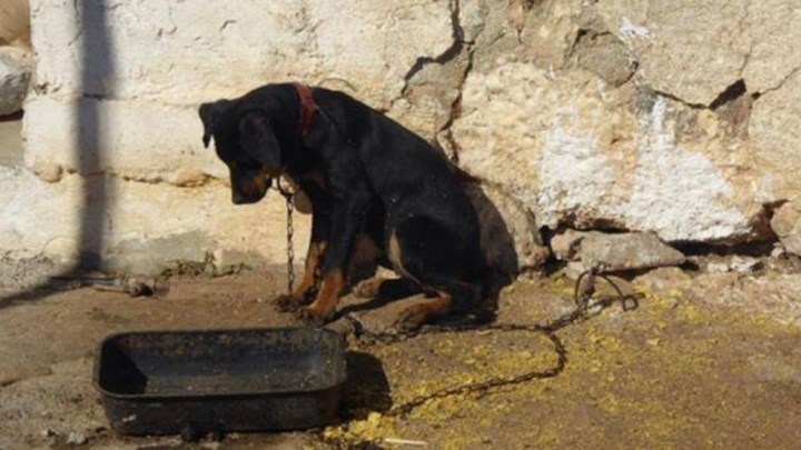 Αγρίνιο: Γυναίκα κακοποιεί τα σκυλιά της και τα αφήνει να αλληλοτρώγονται