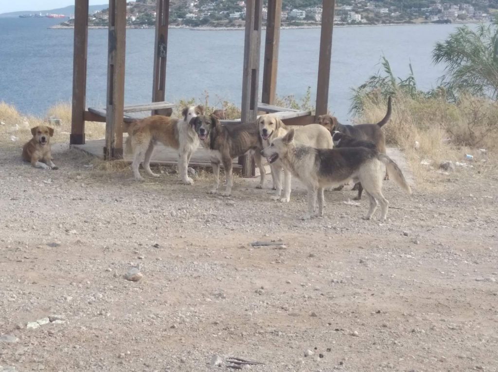 Τουρίστες παράτησαν στη Σαλαμίνα 4.000 σκυλιά που τους ήταν βάρος!