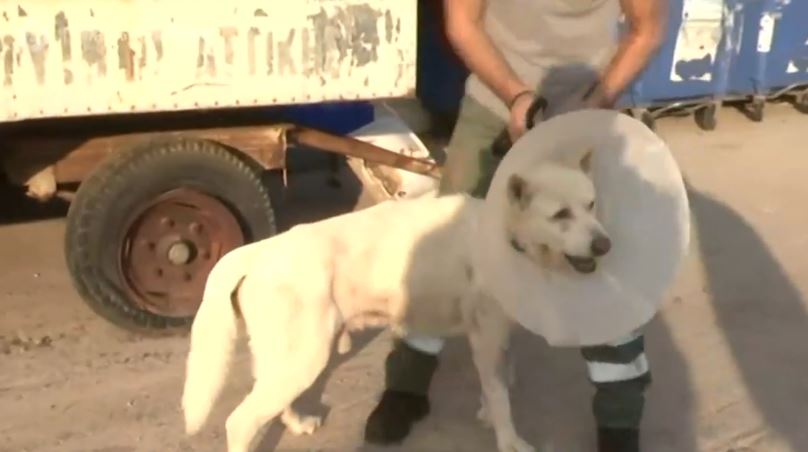 Επιστρέφει στο σπίτι του ο Έκτορας, ο σκύλος που είχε μαχαιρωθεί βάναυσα στη Νίκαια