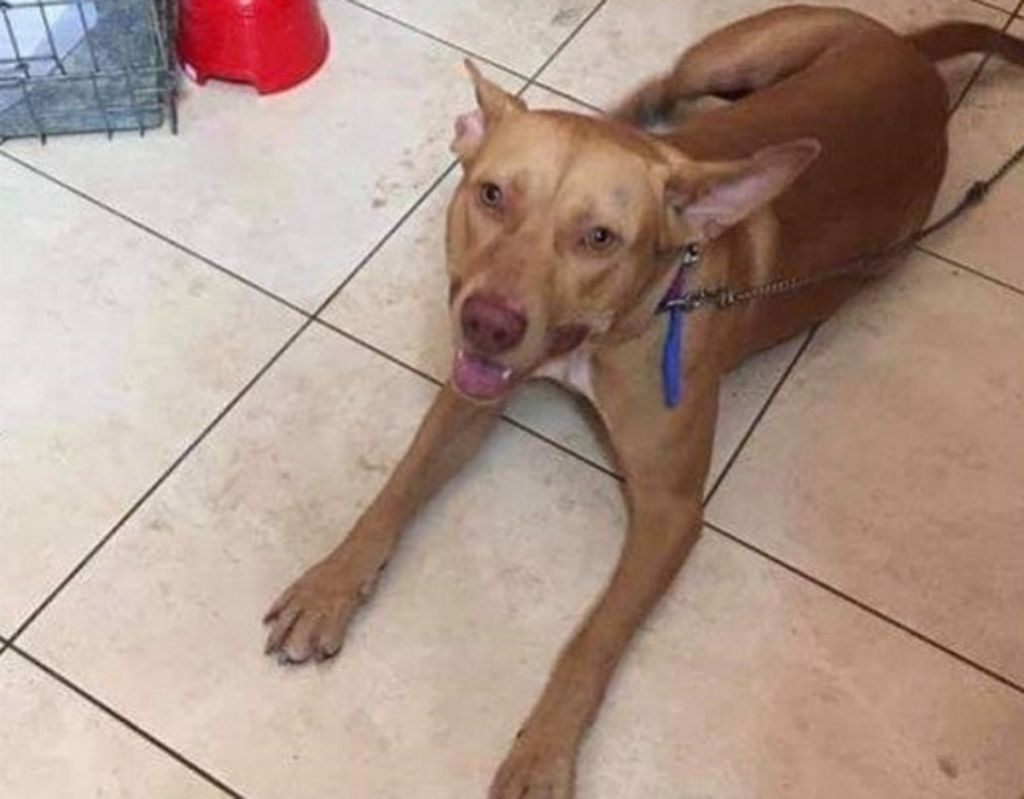 Χανιά: Παρουσιάστηκε στις Αρχές ο δράστης της κτηνωδίας σε σκύλο