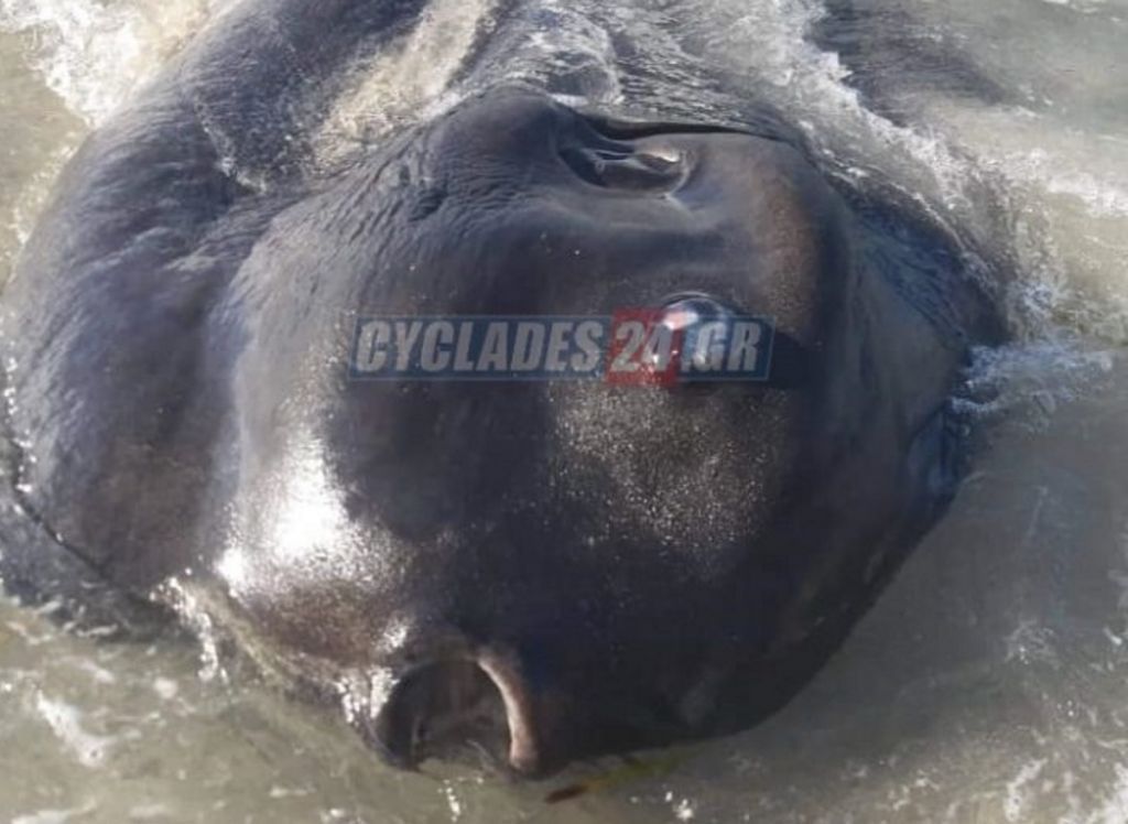 Μήλος: Το μυστηριώδες τεράστιο ψάρι που ξεβράστηκε στην παραλία