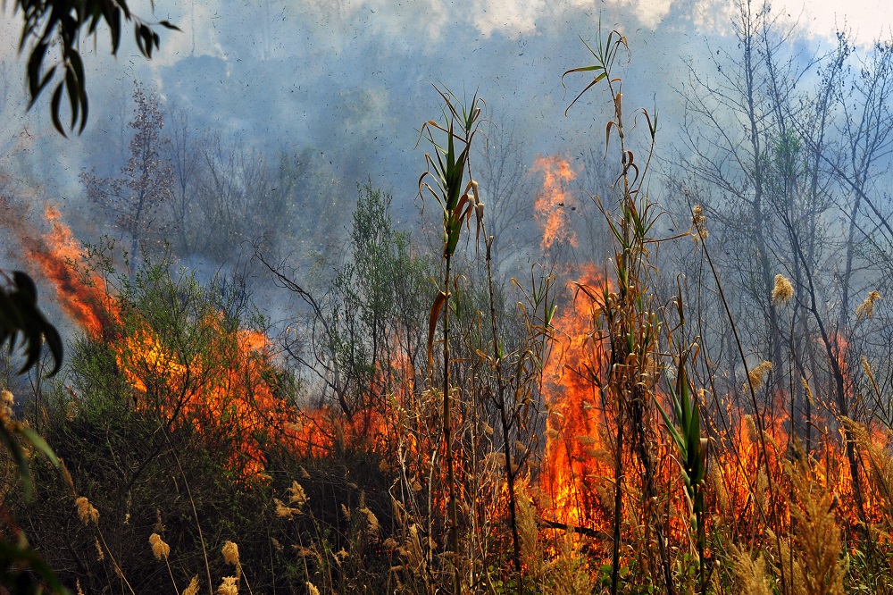 Πυρκαγιά σε δασική περιοχή στη Σιθωνία