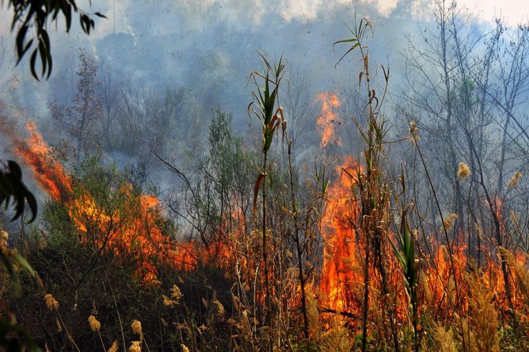 Θεσσαλονίκη: Φωτιά σε δασική έκταση στην Μικροκώμη