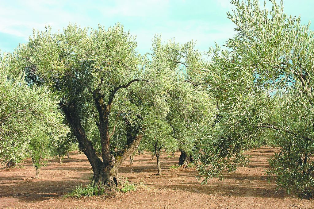 Φρένο στην κλιματική αλλαγή βάζουν τα καρποφόρα δένδρα